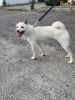 Shiba Inu Dog For Sale