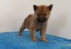 Courteous and lovely Shiba Inu pups for sale
