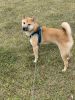 Shiba for sell- male pup name FOX