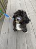 Shihpoo Puppy and accessories