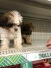 shihpoo puppies for sale