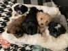 Malshipoo puppies ready Nov. 16, 2021