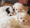 Adorable fuzzy faced puppies - SHIH-POO'S