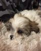 Shihpoo for sale