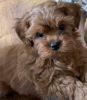 Home raised Shihpoo puppies