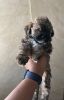 Shih-Poo looking for their forever home