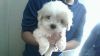 Shipoo Pups for sale
