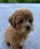 Preston - Cute Shihpoo Puppy