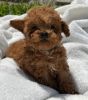 CoCo - Precious Shihpoo Puppy