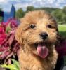 Almond - Adorable Shihpoo Puppy