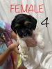 1/2 Shitzo poodle 1/2 beagle puppies