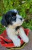 Shih-poo puppy for sale