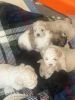 Shih -poo puppies for sale