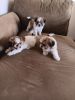 Very cute playful shihpoo puppies