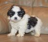 6 SHIHPOO puppies. White AND brindle available