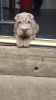 Both Shar Pei Puppies Ready Now Reduced
