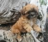 Shipoo Puppy For Sale