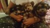 Cute yorkie shih tzu puppies for sale