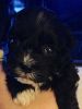Beautiful Shih poo puppies, CKC, ready 3/03/17 , reserve now.