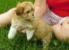 shihpoo puppies looking for everlasting homes.