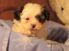 Twinkie & Dolly Shih-Poo puppies