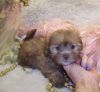 Shih poo puppies for sale