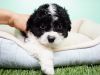 Shihpoo Puppy – Male - Tory ($600)