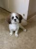 Shih-poo 1 year old pup for sale