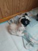 8 week old puppies need good home