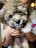 12 weeks males Shih-Poo puppies for sale