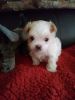 Adorable Shihpoo Puppies