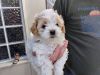 Adorable Shihpoo Puppies