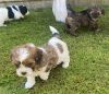 Beautiful Shihpoo Puppies. Ready Now .