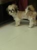 9 months old Male Shih Tzu for adoption