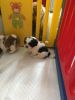 Champion shih tzu puppies available