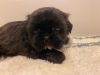 AKC Shih Tzu male puppies in Tennessee