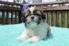 Shih tzu puppies Males Ready to go now