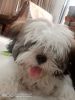 We want to sell our Shih tzu puppy