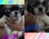 Shih Tzu puppies pick up in rochester ny in a public place.