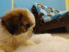 Ultimate quality shihtzu puppies for sale