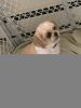 I have a beautiful brown and white Shih Tzu for sale.