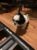 Cute and healthy Shih Tzu puppies