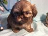 RICKY, beautiful light chocolate colorShih Tzu puppy, 9 weeks old