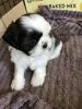 5 week old Shih Tzu Ready for new home