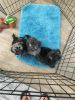 Shih Apso puppies for sale. Our little babies were born on August 26th