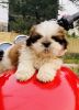 Shihtzu pups available top quality