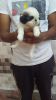 Cute and top quality shih Tzu male puppy for sell