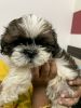 57 days old shitzhu puppy is available!!
