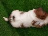Shihtzu boy puppy available for loving home