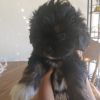 Black shih tzu puppies for sale
